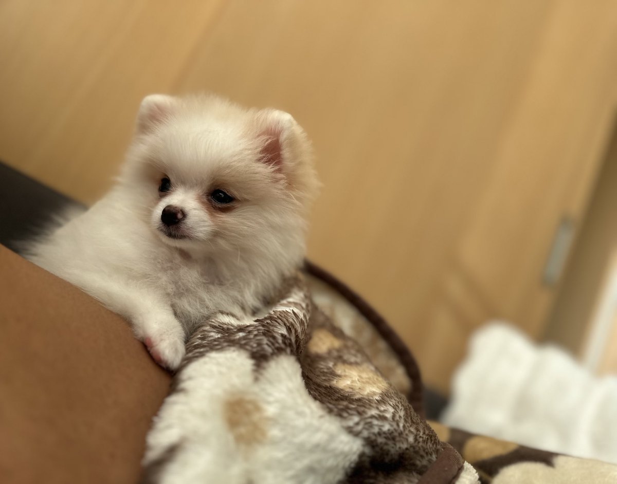 __YuTo1118's tweet photo. ララちゃん可愛すぎる😍 https://t.co/GCMY8CVccD