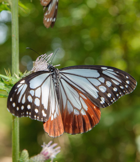 Kalipers271336's tweet photo. Maybe Kazuki is a chestnut tiger(parantica sita)🦋they have both broad streaks and translucent bluish-white spots. 
Interestingly, this butterfly is known for its great ability to undertake long-distance migrations across the sea. Bon voyage Kazuki!💙 https://t.co/7KiLAhpr4J