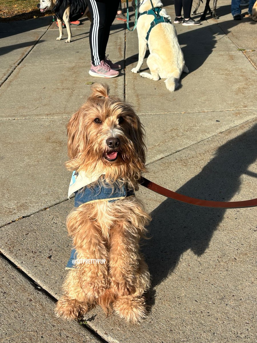 sitprettypup's tweet photo. Happy #tongueouttuesday to those dogs that celebrate and the people, who love them. 🐾

📸 Maverick the Dood 

#dogsofx #doglove #dogsarefamily #totuesday https://t.co/5xXezC9Ugc