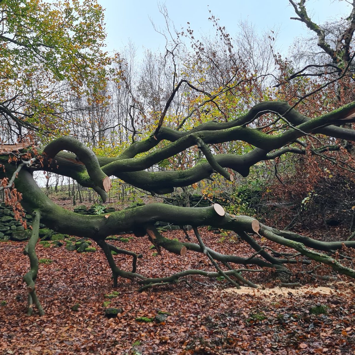 Nibbling away at our fallen Beech tree ... an enjoyable couple of hours. Just need to swing the axe now .... cart it to the wood store and stack it.
#beech #treecutting #firewood #fallenbeech #woodland #Lancashire