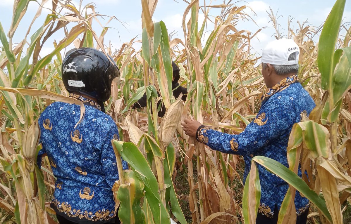 anggitnvn's tweet image. Yo panen, yo ngarit, yo syukuri