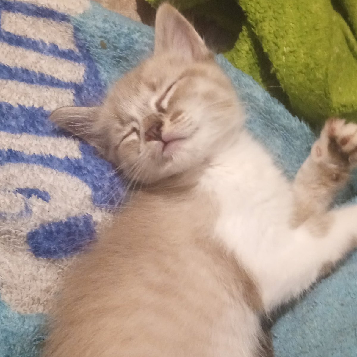 gente  vcs  acha  ki  se  eu  pinta  meu  cabelo  de  rosa  eu  vou  fica  Muito  gay ?