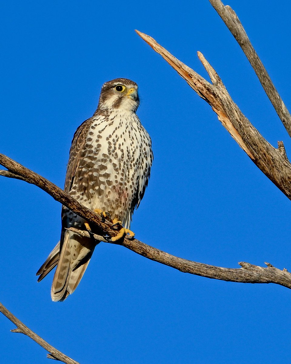 Mike Henry tweet media