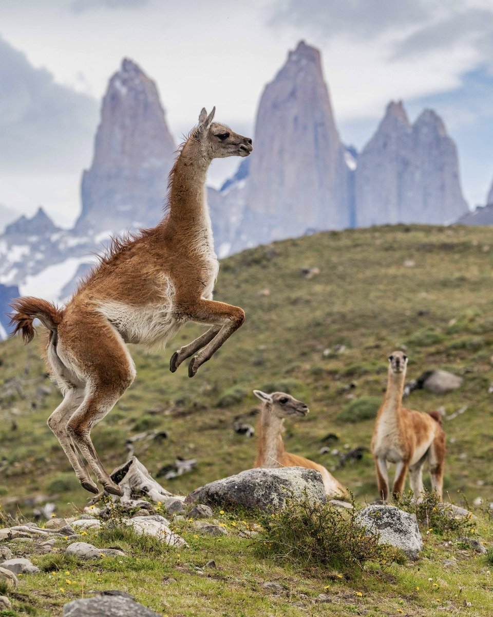 Un guanaco en Torres del Paine este fin de semana : no estaba posando, pero al punto de pelear con otro macho. Que tal? 🏔️ #Chile