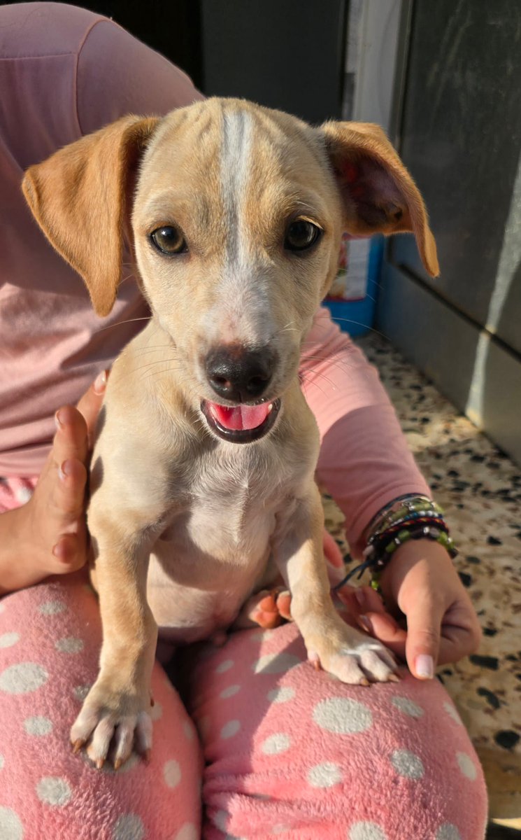 SilviaMylo's tweet image. Podenquito de mes y medio y que busca una familia para toda la vida no me preguntéis si será pequeño porque como un chihuahua no será será medianito y precioso porque ya lo es ❤️
Abstenerse cazadores y toda esa peña psicópata
Pueblo de Cádiz
618208620