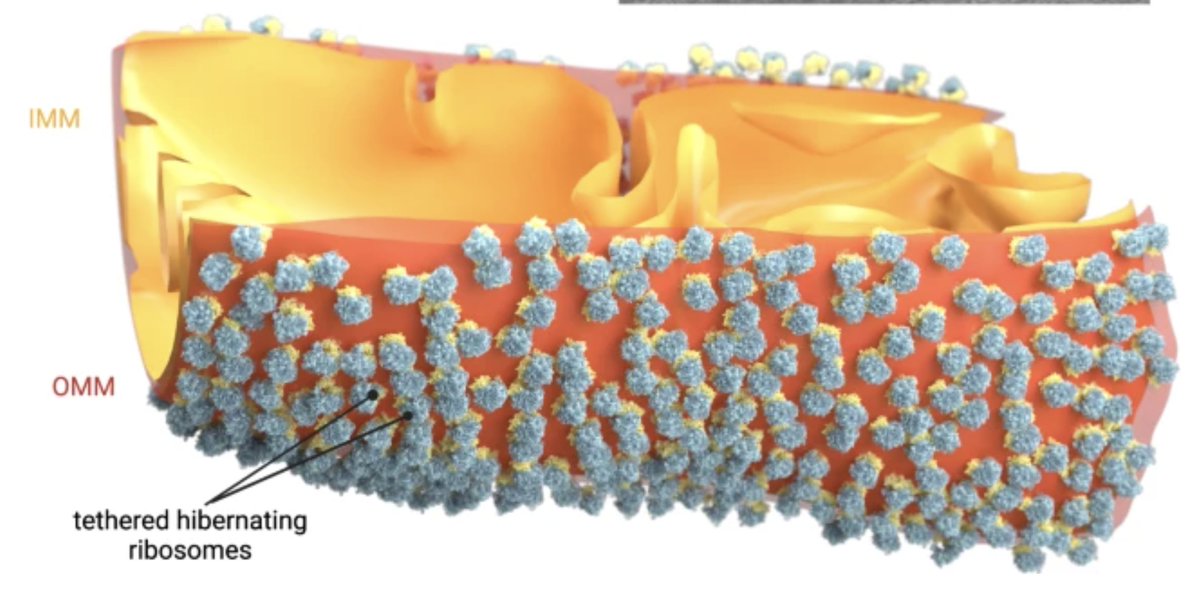 Hibernating ribosomes have a complex social life in starved yeast cells: they assemble into intricate clusters and bind to mitochondria, illustrating how ribosomes hibernate in their natural habitat. More—in this fascinating study by <a href="/jomaa_lab/">Ahmad Jomaa</a>: nature.com/articles/s4146…