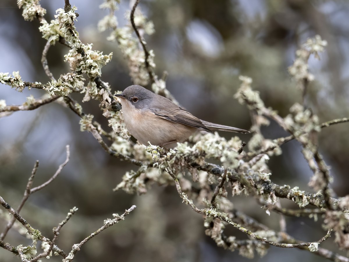 hannahm78463207's tweet photo. First time birding in the Algarve for us and I had a brilliant time (even with the dodgy weather) Subalpine Warbler, Zitting Cisticola  and a Cetti's preparing to do it's disappearing act 😄 https://t.co/yoOTFoRlUf