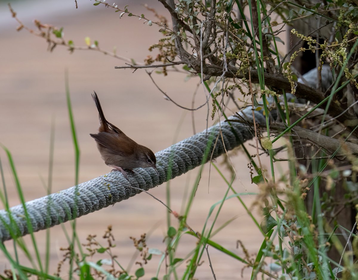 hannahm78463207's tweet photo. First time birding in the Algarve for us and I had a brilliant time (even with the dodgy weather) Subalpine Warbler, Zitting Cisticola  and a Cetti's preparing to do it's disappearing act 😄 https://t.co/yoOTFoRlUf
