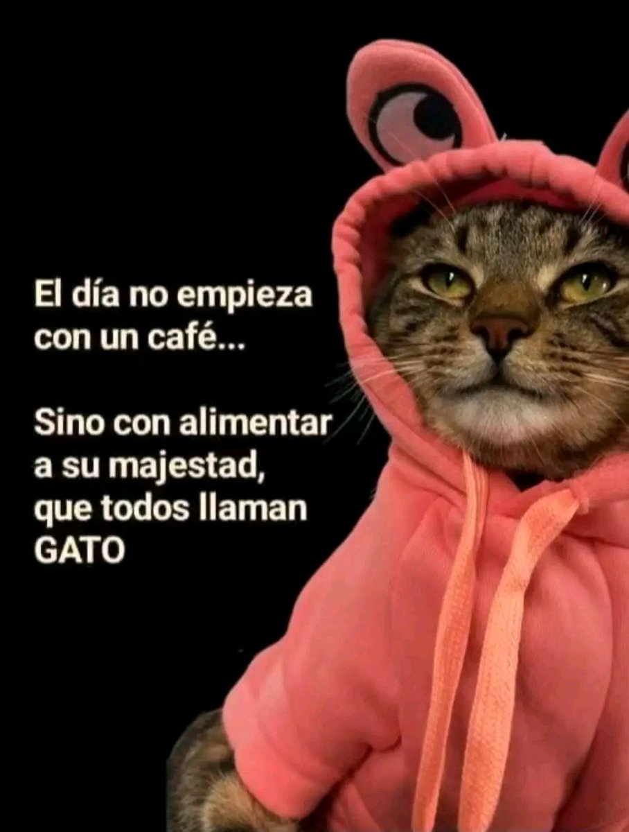 tiofelino2's tweet image. Su majestad 👑🐱🐾