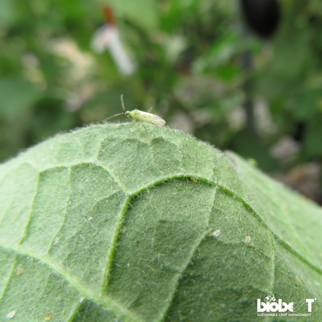 #TuesdayTip With autumn here, daylight is fading and temps are dropping, which means beneficial insects are slowing down. Keep a close watch on your crops using Crop-Scanner, especially for #whiteflies! Reach out to your #Biobest expert for more advice.