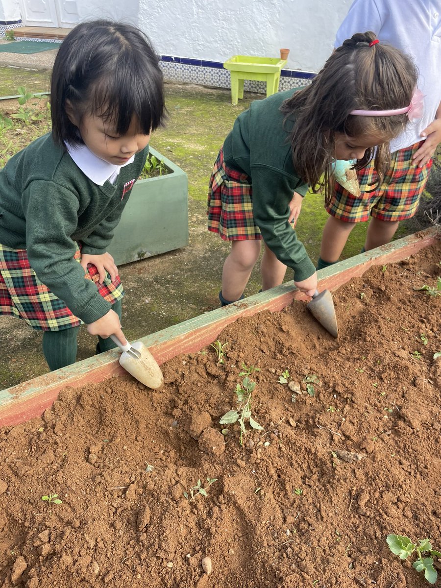 Trabajamos en el huerto para relacionarnos con la naturaleza y desarrollar nuestra motricidad fina. Este otoño estamos cultivando habas y fresas, ¡nos encanta! En <a href="/CELosRosales/">Colegio Los Rosales</a> #seaprendeloquesevive