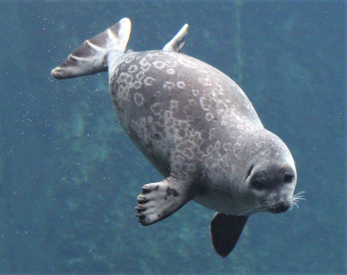 This seal wants you to vote blue today