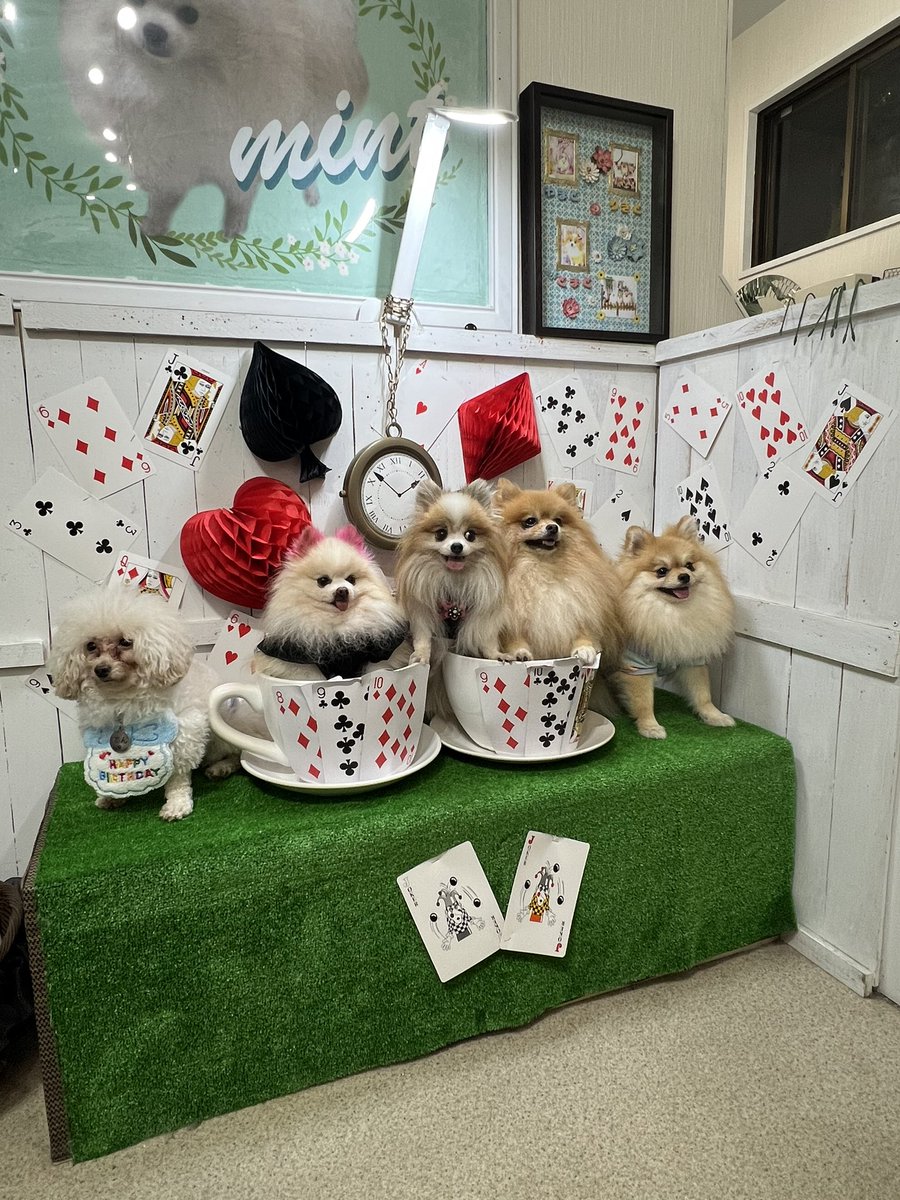 ILOVE_Chocokun's tweet photo. 皆お利口さんで可愛い😍
#mintCafe https://t.co/dbSR6QjWn4