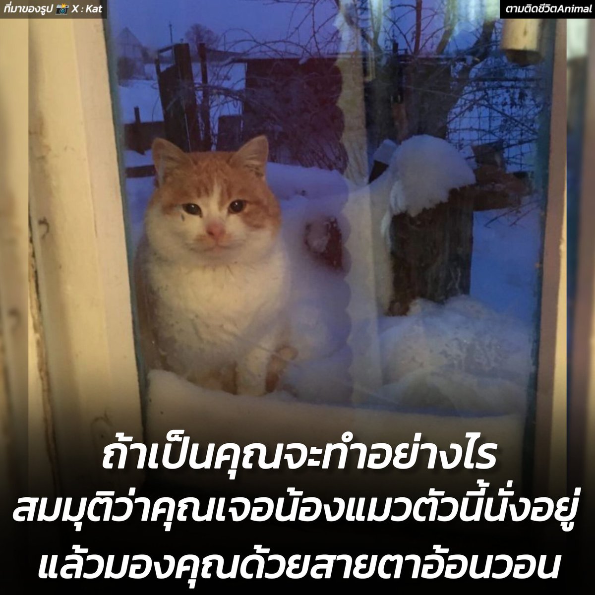 AnimalFW_TH's tweet image. ถ้าคุณตกอยู่ในสถานการณ์แบบนี้ สิ่งแรกที่จะทำคือ 😐