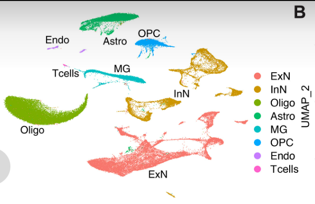 Yale Pathology (@yalepathology) on Twitter photo Study from <a href="/YaleSPH/">Yale School of Public Health</a> & <a href="/YaleMed/">Yale School of Medicine</a> in <a href="/ScienceMagazine/">Science Magazine</a> on “Single-Cell Transcriptomic & Proteomic Analysis of Parkinson’s Disease Brains.” Authors include Pallavi Gopal, MD, PhD, Assoc. Prof. of #Pathology. <a href="/YaleCBB/">Yale CBB</a> <a href="/NeurologyYale/">Yale Neurology</a> <a href="/YaleNeuro/">Yale Neuroscience</a> <a href="/YaleMBB/">Yale MB&B</a> <a href="/YaleIBIO/">Yale Department of Immunobiology</a> bit.ly/3YQR8RP Study from <a href="/YaleSPH/">Yale School of Public Health</a> & <a href="/YaleMed/">Yale School of Medicine</a> in <a href="/ScienceMagazine/">Science Magazine</a> on “Single-Cell Transcriptomic & Proteomic Analysis of Parkinson’s Disease Brains.” Authors include Pallavi Gopal, MD, PhD, Assoc. Prof. of #Pathology. <a href="/YaleCBB/">Yale CBB</a> <a href="/NeurologyYale/">Yale Neurology</a> <a href="/YaleNeuro/">Yale Neuroscience</a> <a href="/YaleMBB/">Yale MB&B</a> <a href="/YaleIBIO/">Yale Department of Immunobiology</a> bit.ly/3YQR8RP