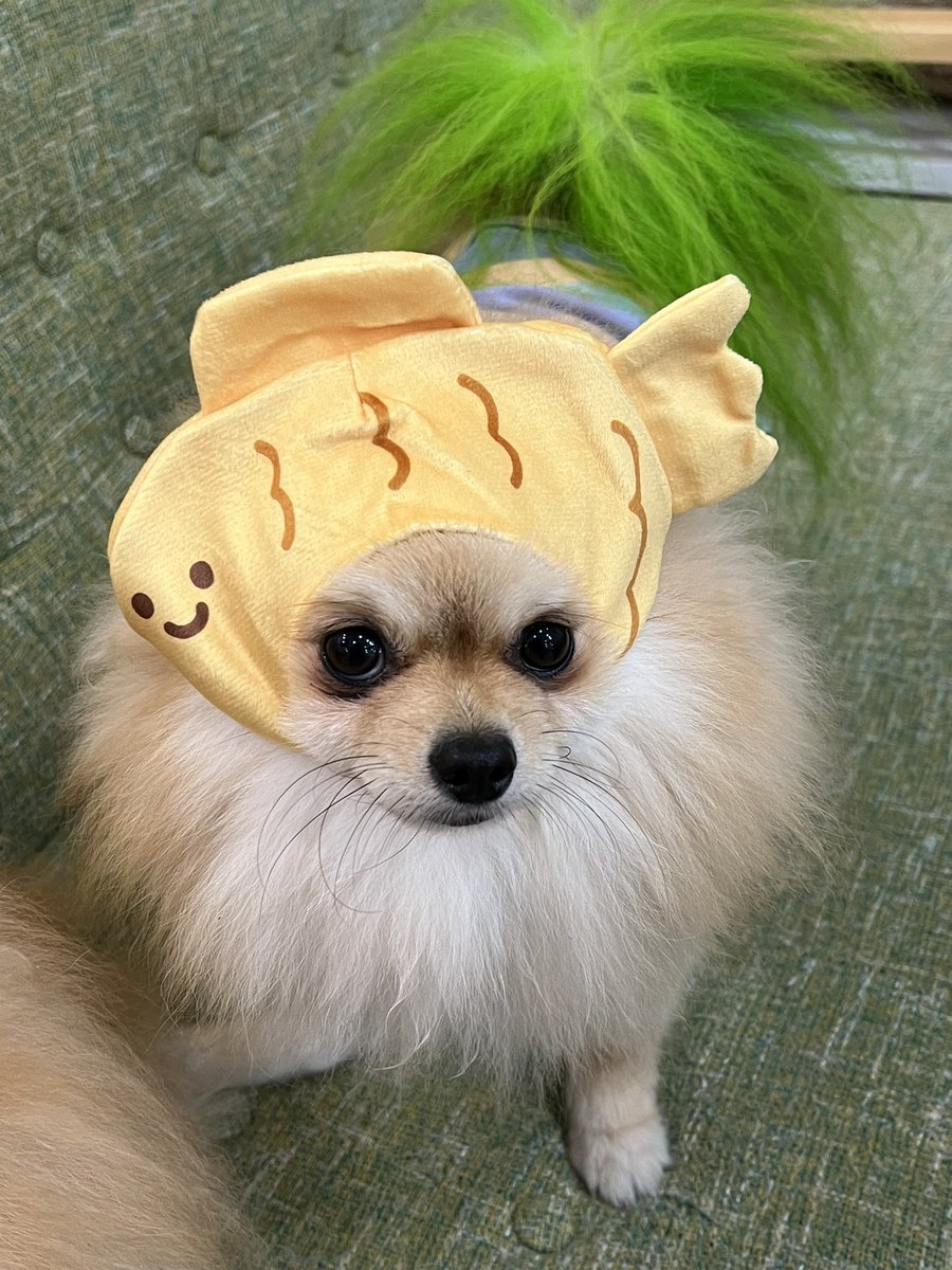 ILOVE_Chocokun's tweet photo. 仮装もめっちゃ可愛い😆💘
#mintCafe https://t.co/TpGv0wsuJc