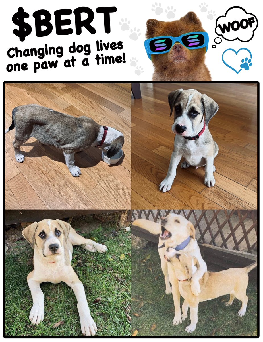 A month ago, we found a starving, sick, and abandoned puppy needing urgent care. 

The $BERT community stepped up to help, and today he’s thriving with his new family. He’s one of many dogs we’ve supported so far, with more updates to follow!❤️

$BERT is each and every one of us,