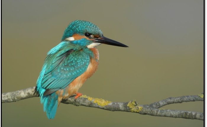 Lezing Ronald Messemaker - over de Wieden.
Wo 6 november om 20:00 tot 22:00 in de Stadkamer in #Zwolle
De Wieden maakt onderdeel uit van Nationaal Park Weerribben-Wieden. Ronald kent het gebied als geen ander en weet er boeiend over te vertellen. 
#lezing 
zwolle.knnv.nl/agenda/ronald-…