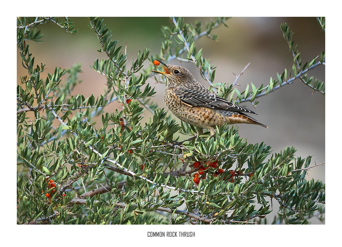 cknara's tweet photo. In the traditional Tibetan Medicine,
Sea Buckthorn berries are used to treat various digestive problems, skin disorders and its oil are used for healing wound.Its taste is a mix of bitter, sour and sweet. This photograph was taken in Nubra Valley,Ladakh.
#birdnov2024 #birdnov https://t.co/JkI31vmnef