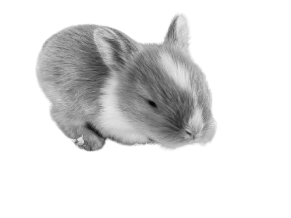 sunnythebunny tweet media