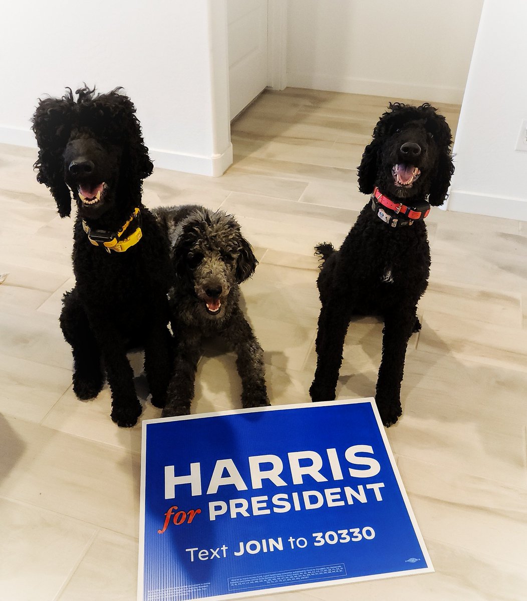 elzool's tweet photo. @KamalaHarris has won the poodle endorsement in our house. 

#Vote2024 
#VoteKamala 
#VoteBlueToProtectWomenRights 
#KamalaHarris 
#Kamala4President https://t.co/pUi74nTOQ7
