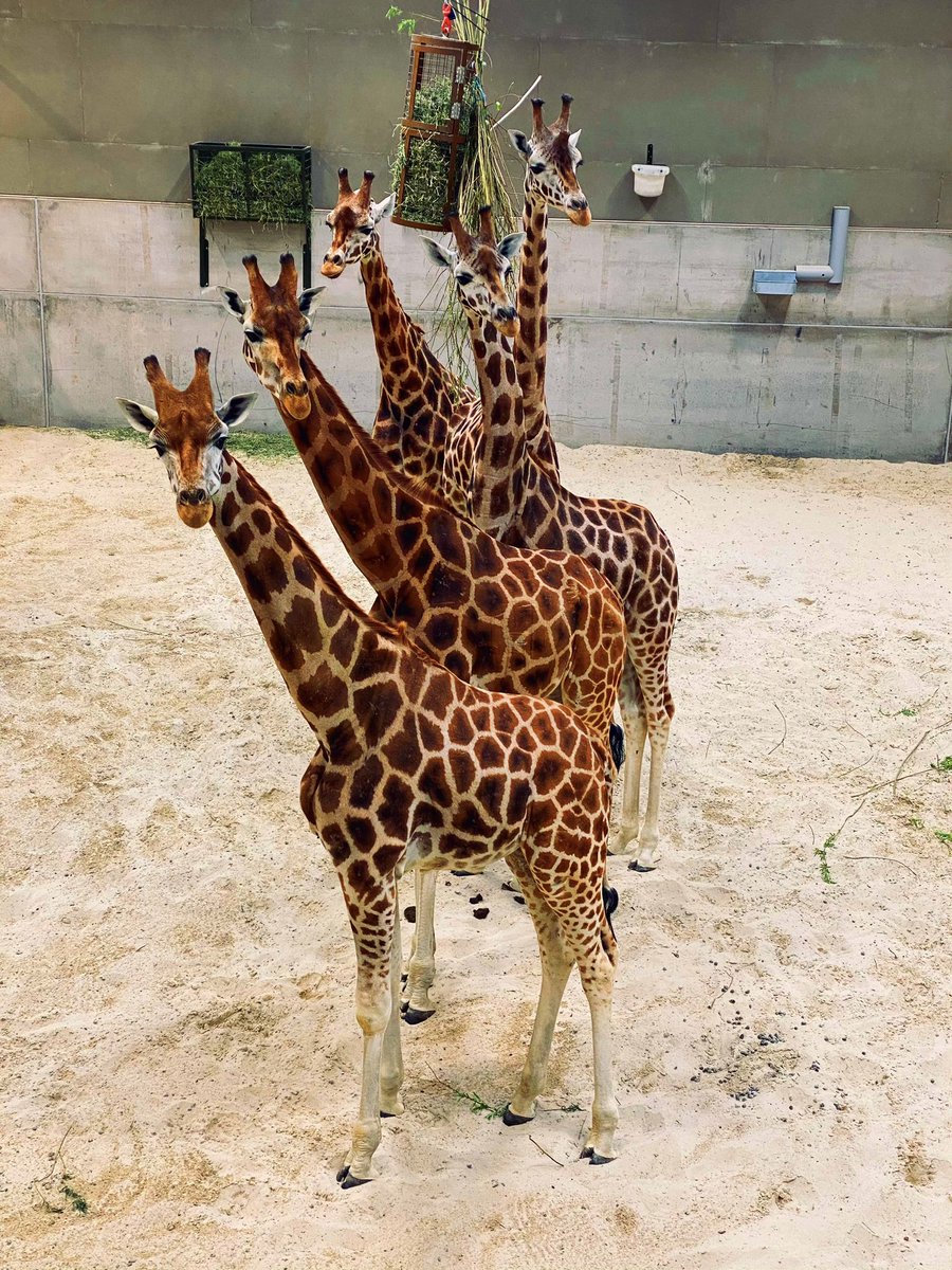 <a href="/Nick_Pettigrew/">Nick Pettigrew</a> I was working in the new giraffe house at Edinburgh Zoo just before it opened and got to know these guys pretty well in that time.. caught this snap on my last day!
