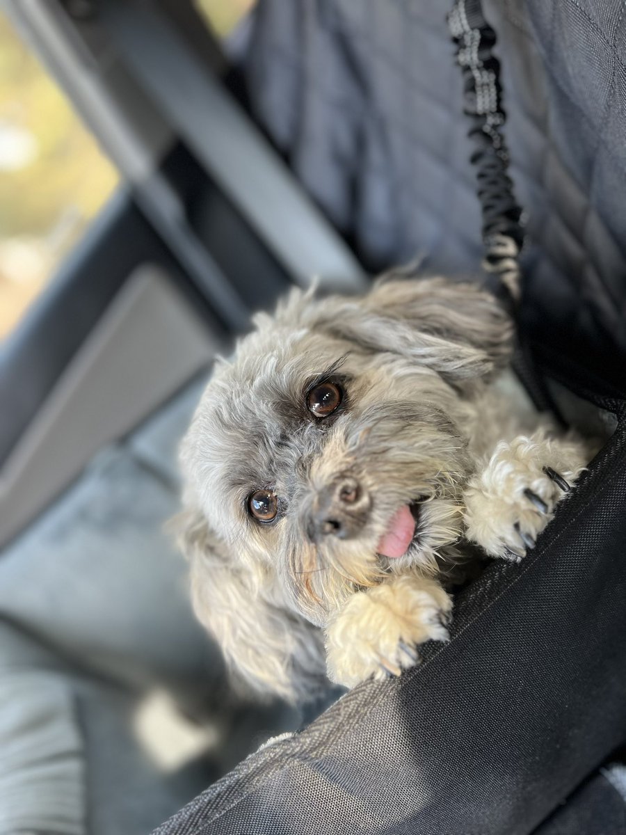 Olaf_LittleMan's tweet photo. It’s #TOT day!! Also a very stressful day for my humans! I will love them so much today! I must help them🥺💙💙💙💙 @Catiexbabes 
#Vote #VoteKamala #Vote2024 #VoteBlueToEndTheHate https://t.co/7cVCBt6Hj0
