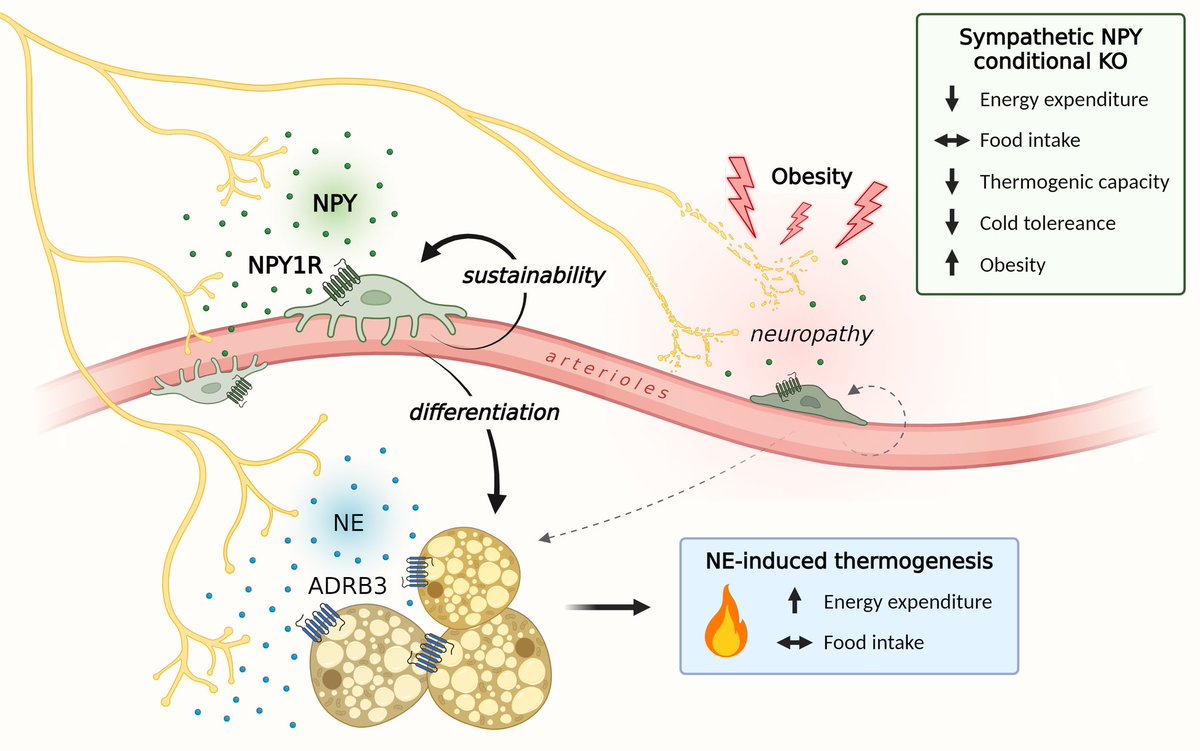 Alex Caron (@alexandrcaron) on Twitter photo Check out our Spotlight in <a href="/Cell_Metabolism/">Cell Metabolism</a> regarding <a href="/AnaDomingosLab/">Ana Domingos</a>’s recent paper in <a href="/Nature/">nature</a> uncovering that NPY produced by sympathetic neurons plays a protective role against obesity by sustaining thermogenic adipose tissue! <a href="/Olivier_Lavoie1/">Olivier Lavoie</a> <a href="/IUCPQ/">IUCPQ-ULaval</a>
sciencedirect.com/science/authSh… Check out our Spotlight in <a href="/Cell_Metabolism/">Cell Metabolism</a> regarding <a href="/AnaDomingosLab/">Ana Domingos</a>’s recent paper in <a href="/Nature/">nature</a> uncovering that NPY produced by sympathetic neurons plays a protective role against obesity by sustaining thermogenic adipose tissue! <a href="/Olivier_Lavoie1/">Olivier Lavoie</a> <a href="/IUCPQ/">IUCPQ-ULaval</a>
sciencedirect.com/science/authSh…