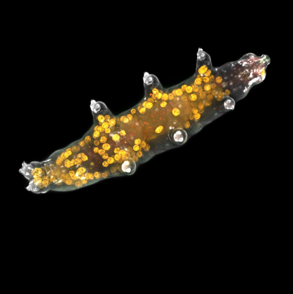 Happy #TardigradeTuesday! Make sure to stock up on your nutrients like this little critter is. 

bit.ly/4faUWDh

Credit: Anna-Mari Elisabeth Haapanen-Saaristo