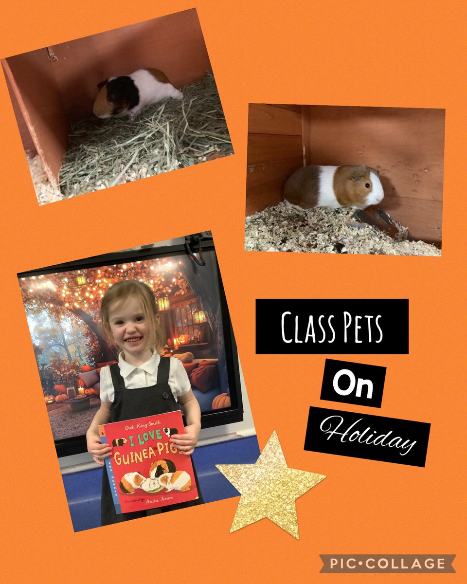 A special thanks to a member of our afternoon session who looked after our Meithrin pets over the break. 

Families please get in touch if you would like to spend the next holiday break looking after our furry friends. 

All classes welcome <a href="/garntegprimary/">Garnteg Primary</a>  🌟