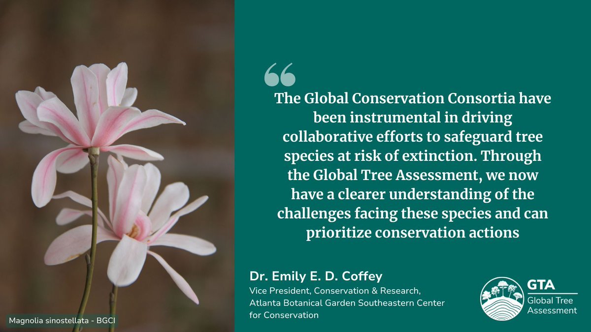 GlobalTreeAssessment (@gta_gtsg) on Twitter photo This afternoon's final quote is from Dr. Emily Coffey, Vice President of Conservation & Research <a href="/AtlBotanical/">Atlanta Botanical Garden</a> and Steering Committee Member of <a href="/GCCMagnolia/">GCCMagnolia</a>.
buff.ly/3wgKFEm This afternoon's final quote is from Dr. Emily Coffey, Vice President of Conservation & Research <a href="/AtlBotanical/">Atlanta Botanical Garden</a> and Steering Committee Member of <a href="/GCCMagnolia/">GCCMagnolia</a>.
buff.ly/3wgKFEm