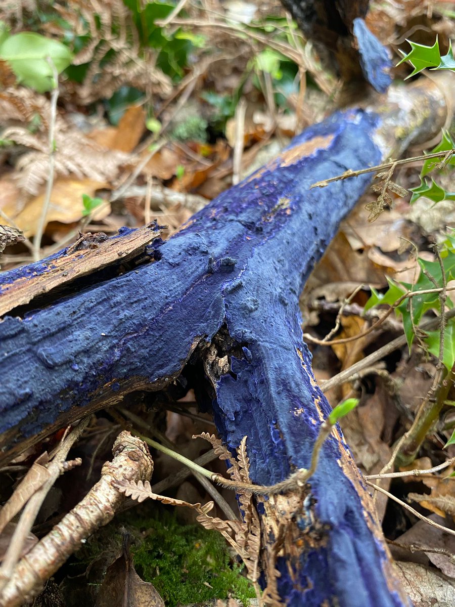 Dr Beth Nicholls- find me on Bluesky! tweet media