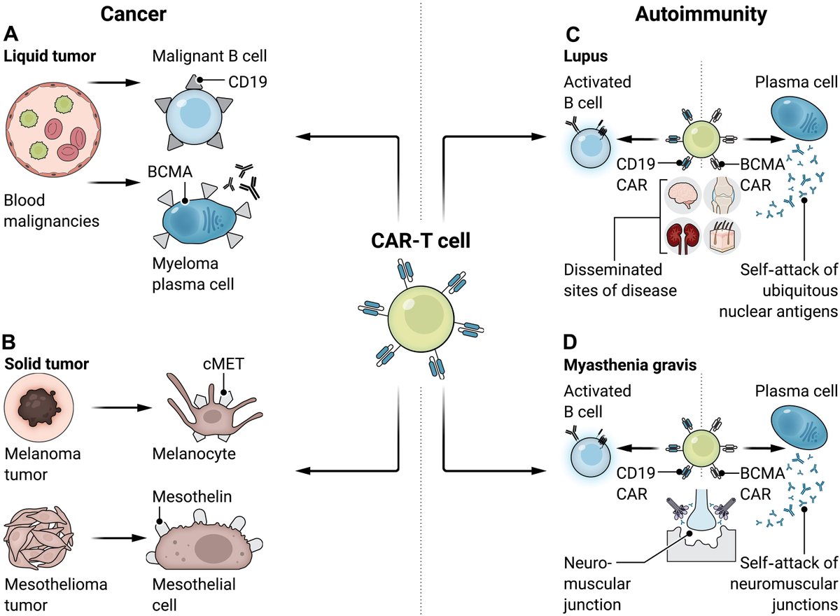 Science Translational Medicine (@sciencetm) on Twitter photo Scientists have made major strides in engineering #CARTcell therapies to treat #autoimmune disorders such as lupus, according to a new Review that discusses the latest breakthroughs and clinical trials in the field. <a href="/JewellBioE/">Dr. Christopher M. Jewell</a> <a href="/CartesianTX/">Cartesian Therapeutics</a> bit.ly/3YsPiFy Scientists have made major strides in engineering #CARTcell therapies to treat #autoimmune disorders such as lupus, according to a new Review that discusses the latest breakthroughs and clinical trials in the field. <a href="/JewellBioE/">Dr. Christopher M. Jewell</a> <a href="/CartesianTX/">Cartesian Therapeutics</a> bit.ly/3YsPiFy