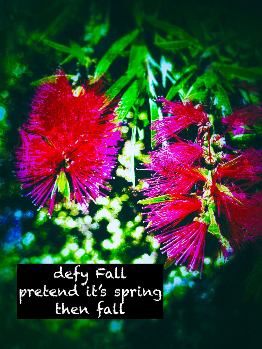 vbvlach's tweet photo. #haiga #haiku #senryu #poetry #micropoems #haigaphotography #iphoneography #photography #instapoetry #Shahai #sanfrancisco #sfbg

defy Fall 
pretend it’s spring  
then fall https://t.co/lT3bHoAn5q