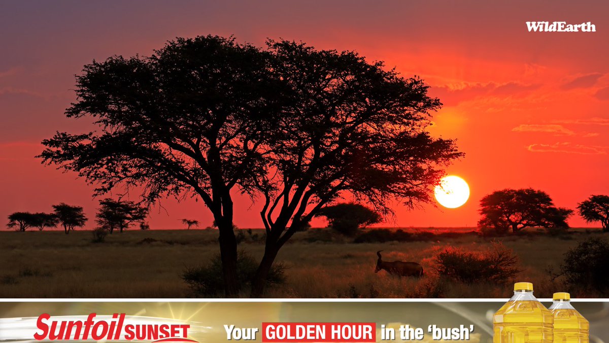 WildEarth's tweet photo. The golden hour just got even brighter! A heartfelt thank you to Sunfoil for partnering with WildEarth to bring the beauty of nature closer to everyone.
Sunfoil Sunflower Oil - pure 100% sunflower oil made by the Willowton Group.
#wildearth
#sunfoil https://t.co/KFMf0ULohL