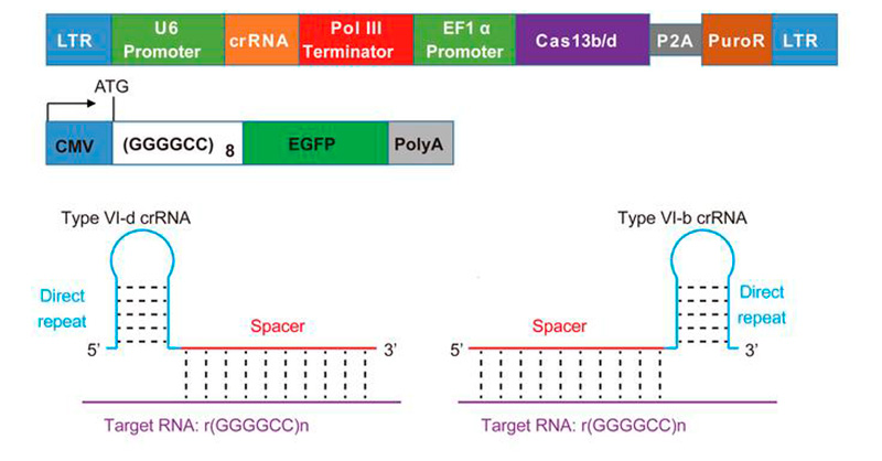 Targeting a toxic repeat: jci.org/articles/view/… 

Honghe Liu &amp; team target translation of the expanded GGGGCC RNA repeat in models of amyotrophic lateral sclerosis and frontotemporal dementia using CRISPR technology. 
<a href="/JohnsHopkinsBMB/">Johns Hopkins BMB</a>