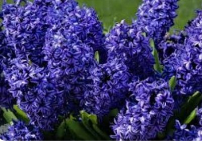 Bu akşamki konumuz koku;
Matrixten çıkış yöntemlerinden belki de en az bilineni,
İnsan çigliğinden kurtulur, Frekansını yükseltir,
Koku ile tekamül eder,
Bir parfümle insan olur insan.
Kokular en çok beyne faydalı olur
Frekansı 80 Mhz in altındaki kokular düşünceyi ve hayalleri