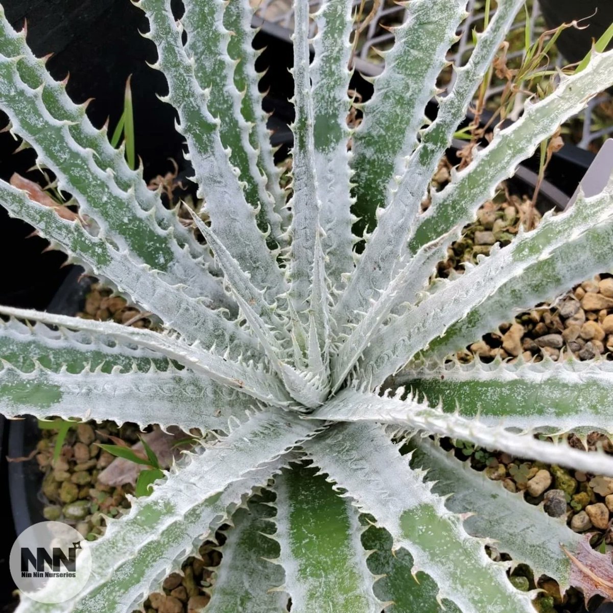 ヘクチア Hechtia 'Lynn' 全力で仕上がった姿が早く見たい🔥 Hechtia 'Lynn' #ヘクチア #hechtia