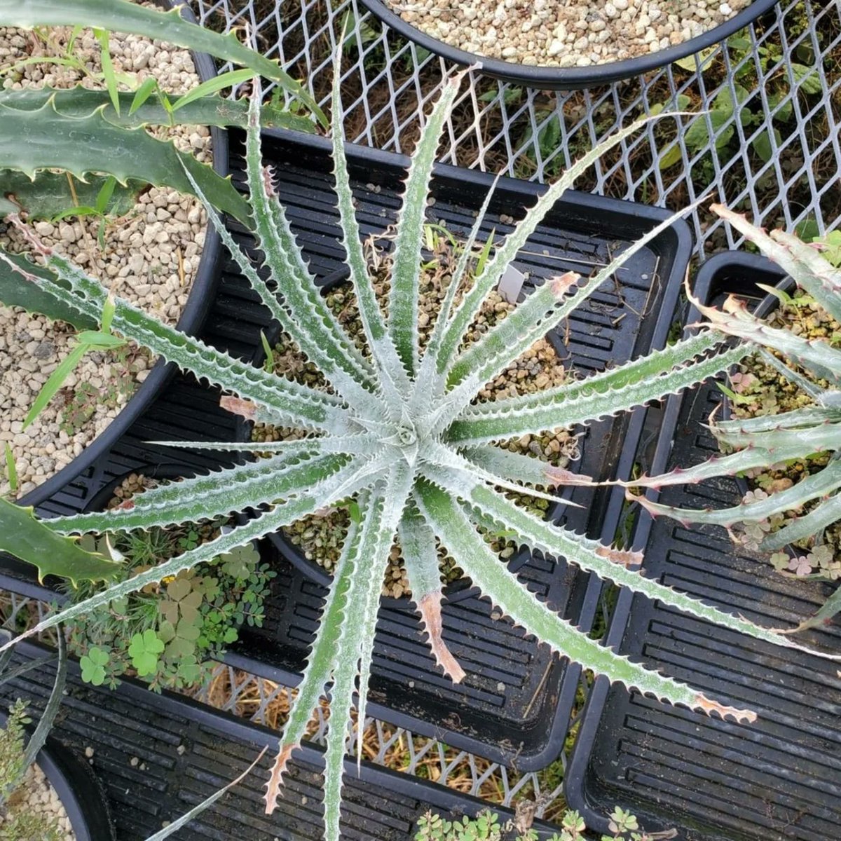 全力で仕上がった姿が早く見たい🔥 Hechtia 'Lynn' #ヘクチア #hechtia