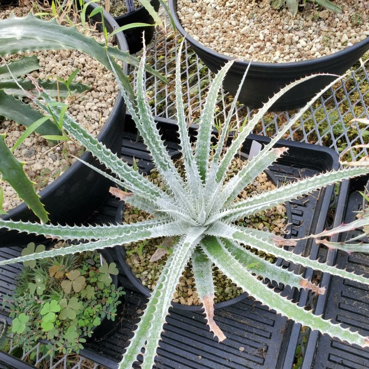 ヘクチア Hechtia 'Lynn' 全力で仕上がった姿が早く見たい🔥 Hechtia 'Lynn' #ヘクチア #hechtia