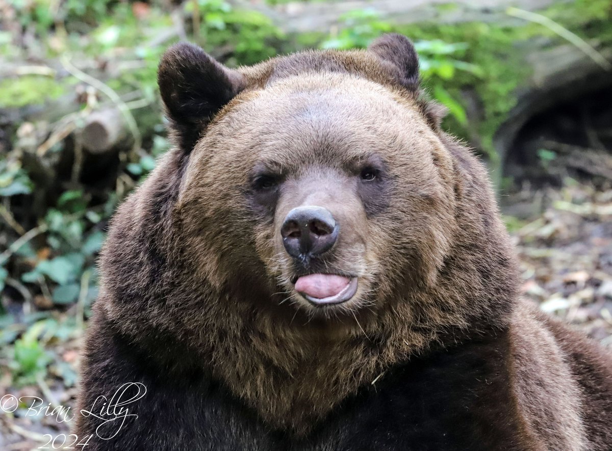 Albie the Eurasian brown bear just chilling <a href="/briszooproject/">Bristol Zoo Project</a> #BrownBear #mammals