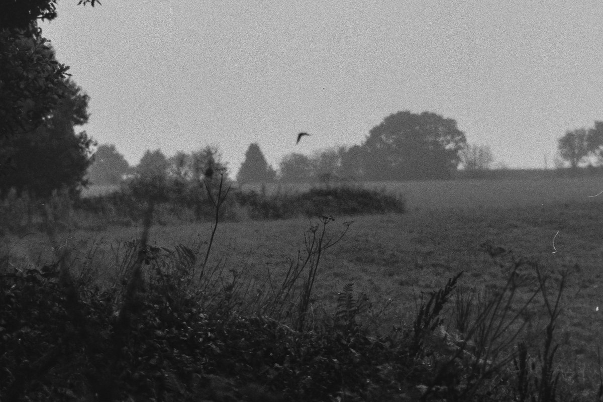 nomoth (@apevisions) on Twitter photo 