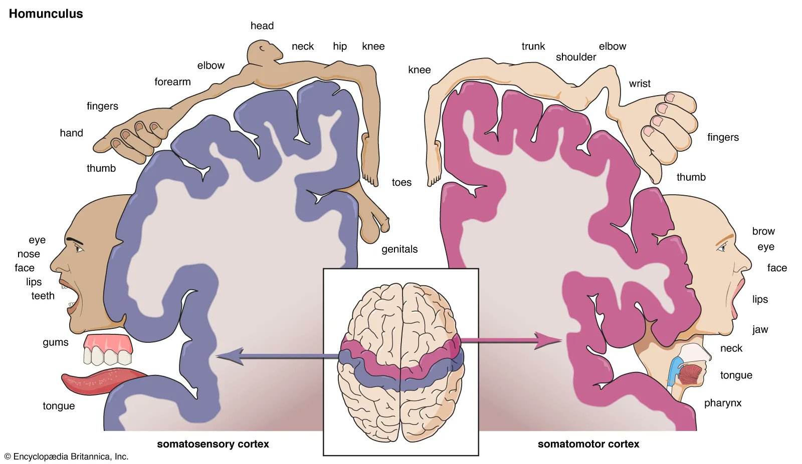 Alexandros Tsachouridis on X: Why ppl are so obsessed with feet? I can  explain and its highly interesting when you dive into the brain. Read  below. Watch the 2 images first, it