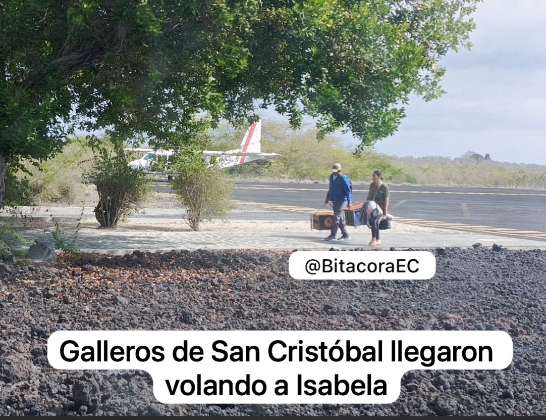 BitacoraEc's tweet image. #Galapagos #GallosFinos #Peleas #Apuestas 

Los gallos finos y los perros llegan de contrabando a Galápagos

En las islas se desarrollan con frecuencia campeonatos de gallos, es decir peleas. Esta es una actividad que no está prohibida en las islas ya que en la Consulta Popular