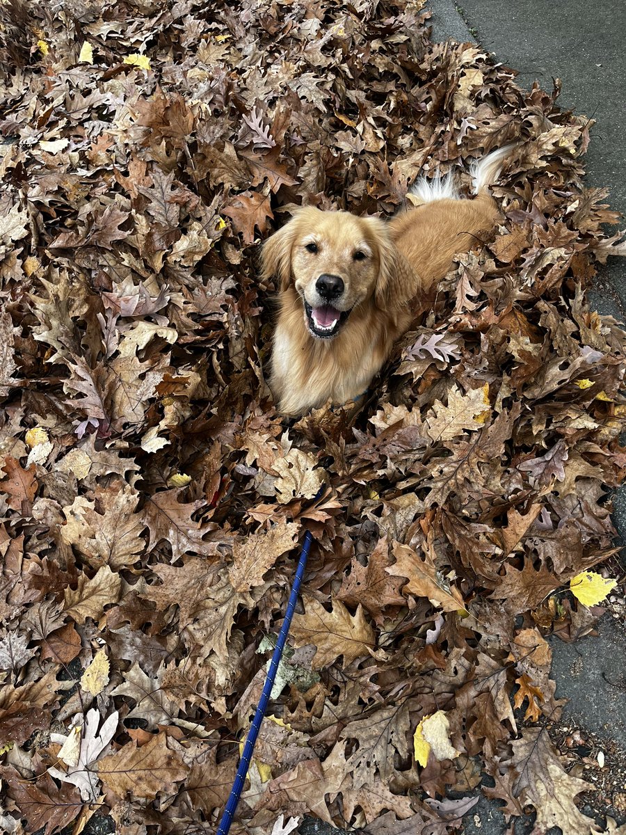 mozie21's tweet photo. @OnlyInBOS Charlie’s leaf game is strong on the south shore! https://t.co/vdX3ylKJm0