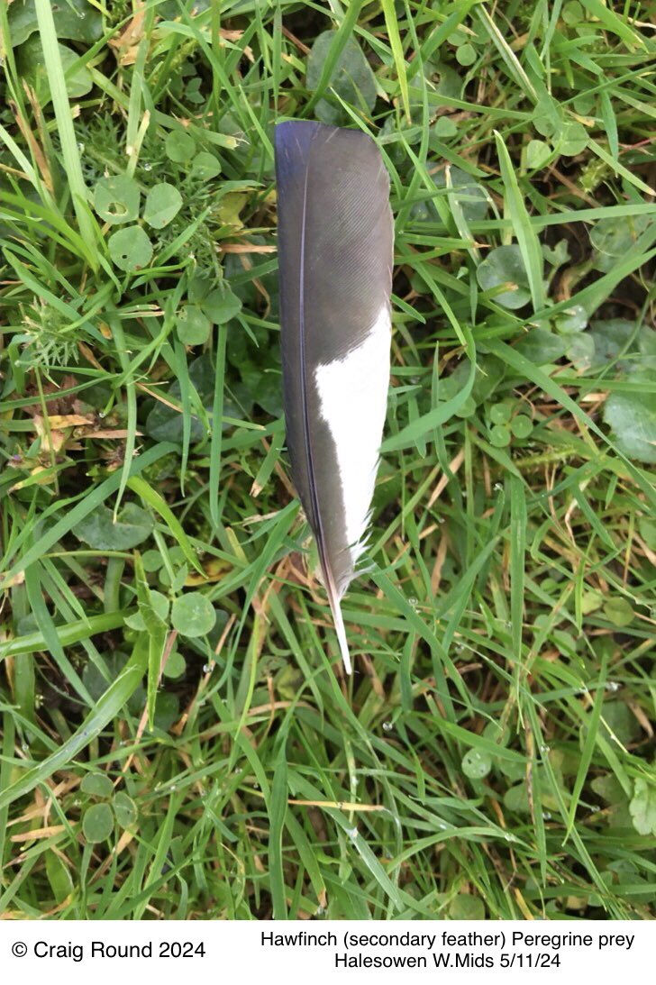 Craig Round (@craig_round) on Twitter photo Halesowen W.Mids 5/11
Found this stunning Hawfinch secondary feather today, taken as prey by Halesowen #Peregrines!!
#HawfinchIrruption #PeregrineKills #FeatherID #WestMidsBirding <a href="/HawfinchesUK/">HawfinchesUK</a> Halesowen W.Mids 5/11
Found this stunning Hawfinch secondary feather today, taken as prey by Halesowen #Peregrines!!
#HawfinchIrruption #PeregrineKills #FeatherID #WestMidsBirding <a href="/HawfinchesUK/">HawfinchesUK</a>