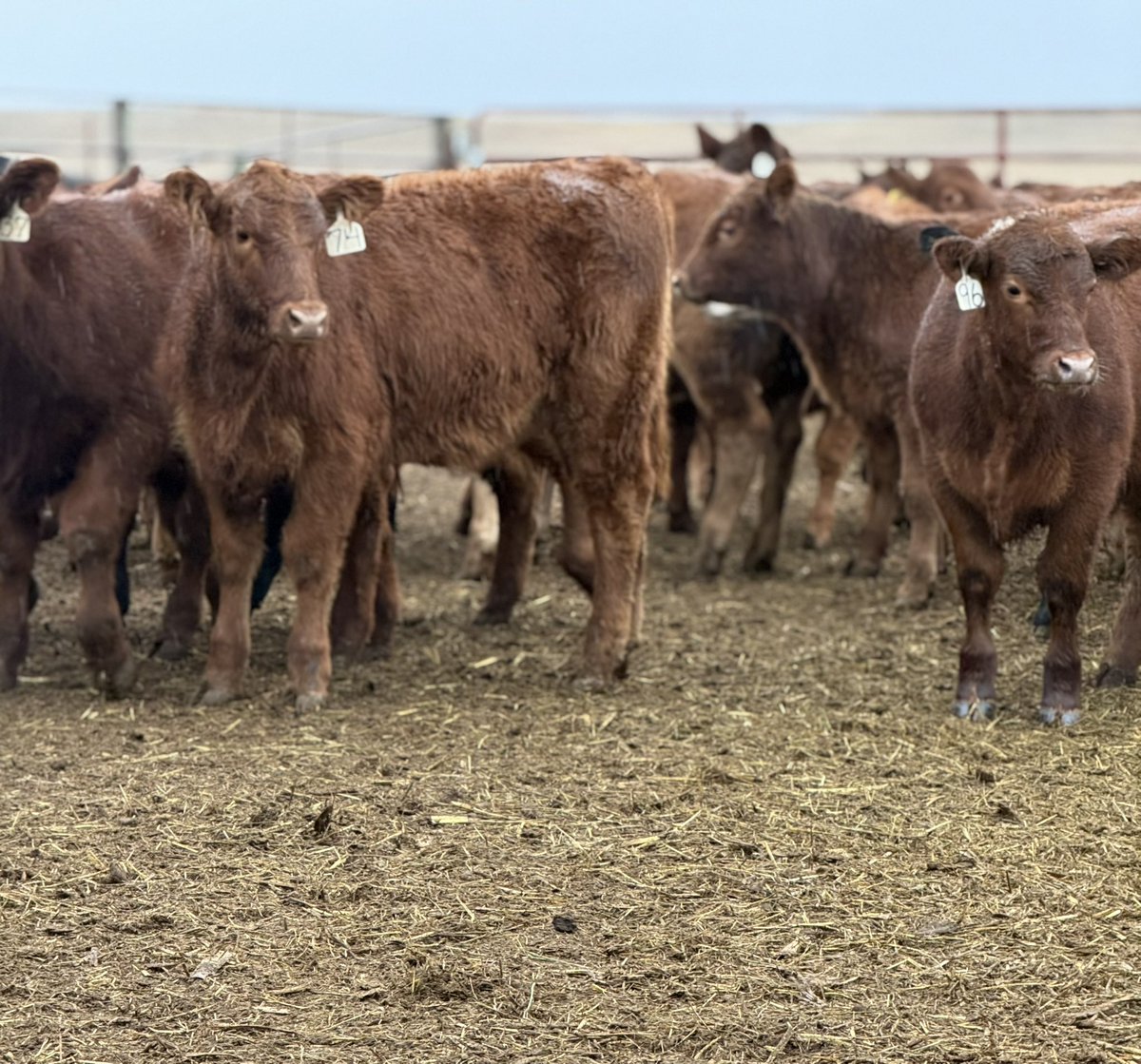 PreciousFeeders's tweet photo. Got our first pen of red ones in the feedlot! https://t.co/4qiKL8VeW3