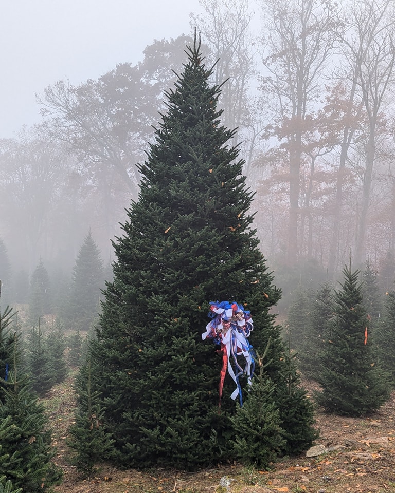 NC State Extension Forestry (@ncsuextforestry) on Twitter photo An NC Fraser fir has been selected as the official White House Christmas Tree for the 16th time!
This year, a tree named Tremendous from Cartner's Christmas Tree Farm in Avery County was selected.
Learn more with <a href="/NCchristmasTree/">NC Christmas Trees</a>:
ncchristmastrees.com/category/news-… An NC Fraser fir has been selected as the official White House Christmas Tree for the 16th time!
This year, a tree named Tremendous from Cartner's Christmas Tree Farm in Avery County was selected.
Learn more with <a href="/NCchristmasTree/">NC Christmas Trees</a>:
ncchristmastrees.com/category/news-…