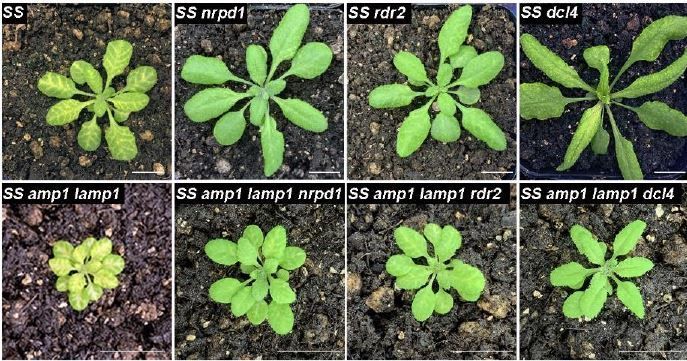 ThePlantCell's tweet photo. ALTERED MERISTEM PROGRAM1 impairs RNA silencing by repressing the biogenesis of a subset of inverted repeat–derived siRNAs (Jing Li, Brandon Le, Xufeng Wang, Ye Xu, Suikang Wang, Hao Li, Lei Gao, Beixin Mo, Lin Liu, Xuemei Chen) https://t.co/DjqpyySOfJ @ASPB #PlantSci https://t.co/lECRi8NHBQ