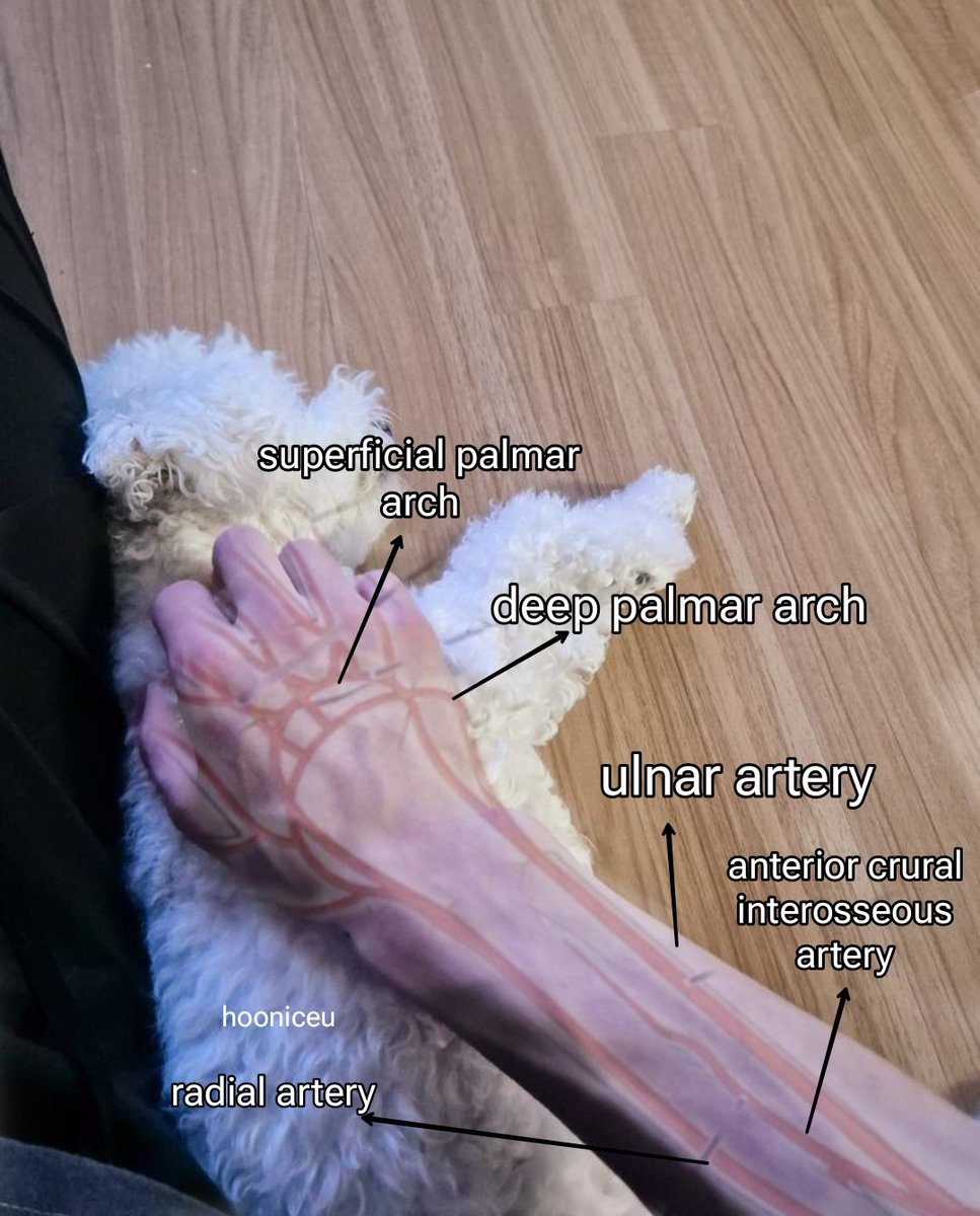 H00NICEU's tweet photo. arterial supply and venous drainage of sunghoon's forearm https://t.co/f4FkAaB87t